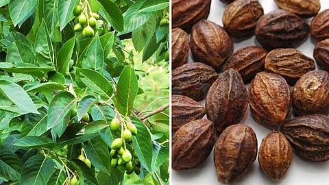 so many benefits of kadukkai tree