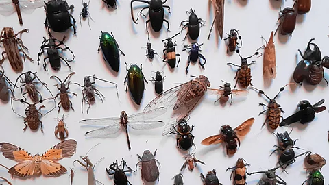 Insects