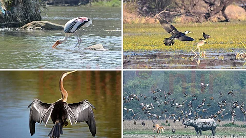 Bird Sanctuary