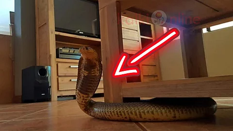 Snake in the house