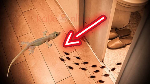 Lizard and cockroach