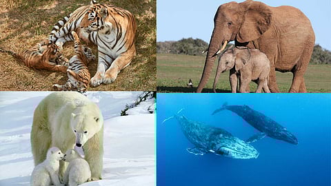 Affectionate animals