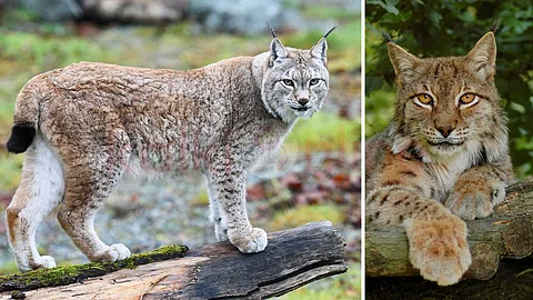 Lynx cats - Interesting information