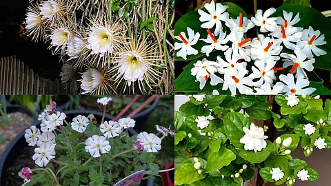 white flowers