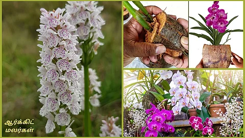 Orchid Flower Cultivation