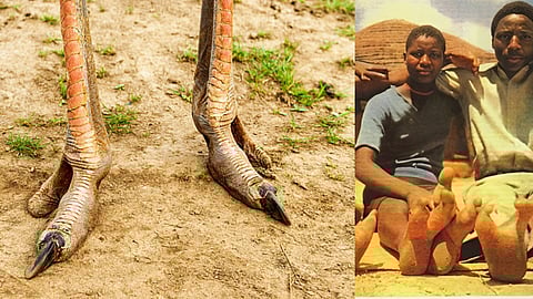 tribes with two toed ostrich feet
