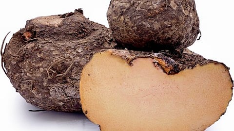 elephant foot yam benefits