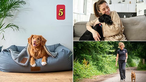 5 benefits of having a pet