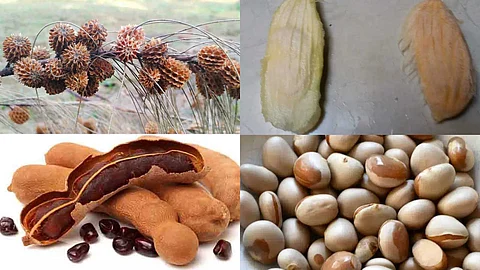 Tree seed selection