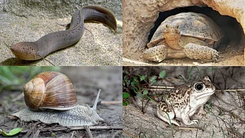 Animals that cope with heat