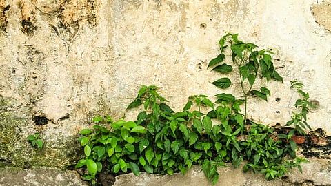 Plants growing on the wall of the house