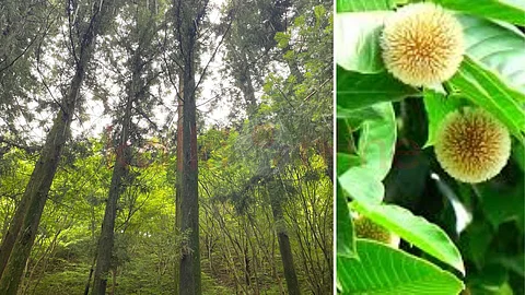 Flowers and pods in kadambu tree