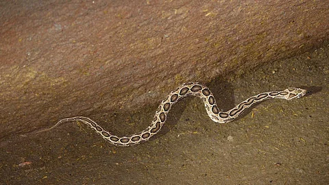 House snake