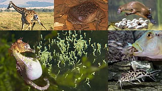 unique 6 animal birth