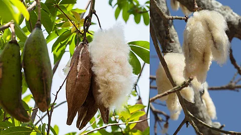 Kapok tree