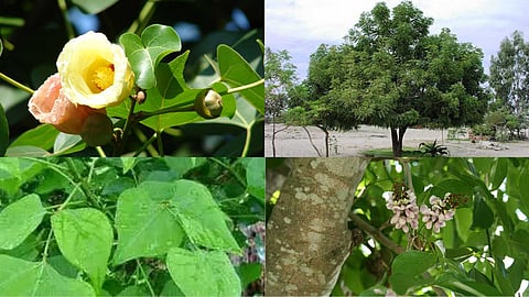 Shade trees