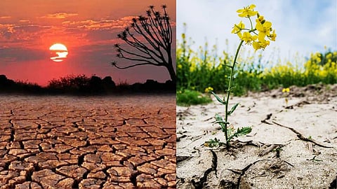 World Day to Combat Desertification and Drought