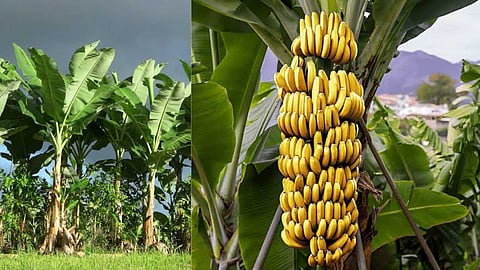 Banana cultivation