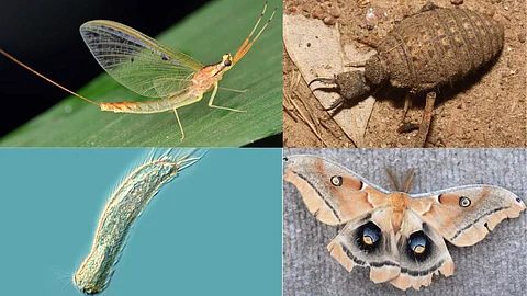 Mayfly, Antlions, Gastrotrich, Silk Moth