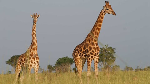 International Giraffe Day