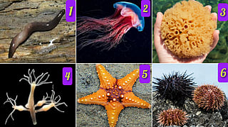 Organism with no heart