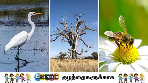 Egret, Tree, Bee