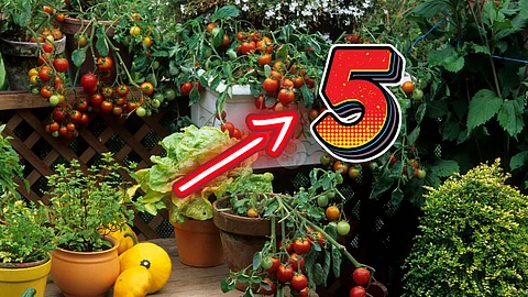 balcony garden