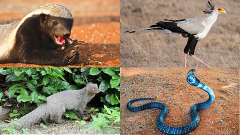 Honey Badger, Secretary Bird, Mongoose, King Cobra
