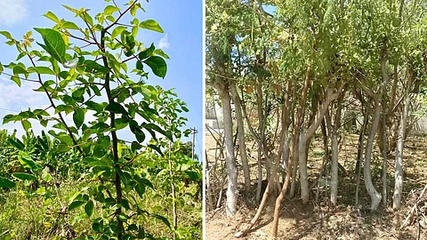 medicinal plant of the Kiluvai tree