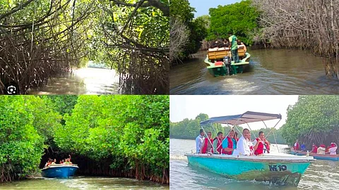 Pichavaram
