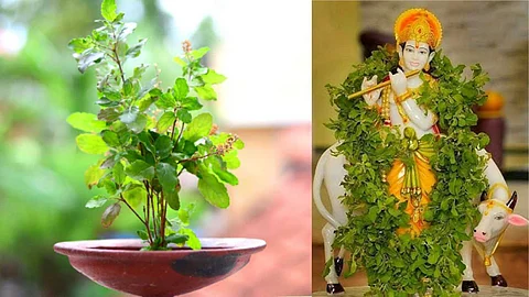Tulasi with Mahavishnu