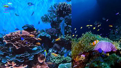 Deep sea