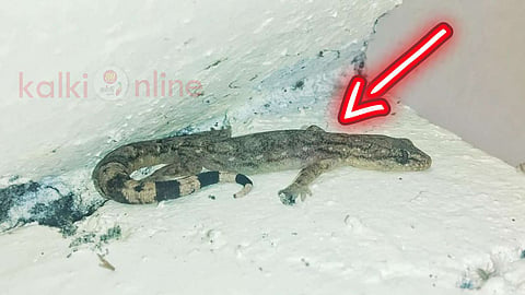 Dravidogecko
