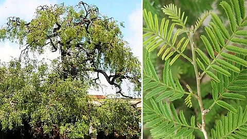 The glories of the Vanni tree