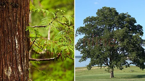 natural insect repellent