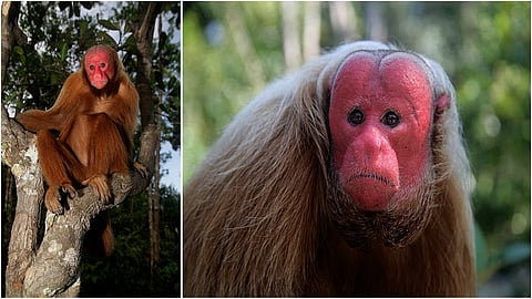 Bald uakari