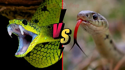 snake