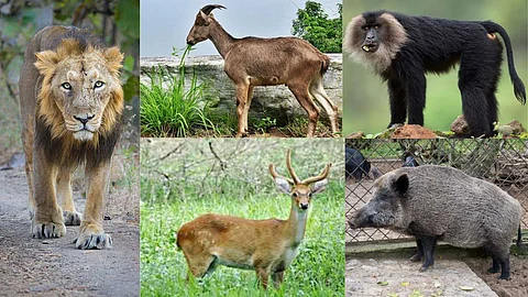 Rare animals of India