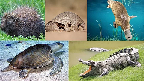 Creatures created with armor