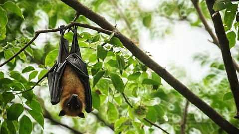 new deadly virus from China bat