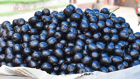 jamun fruit seed.