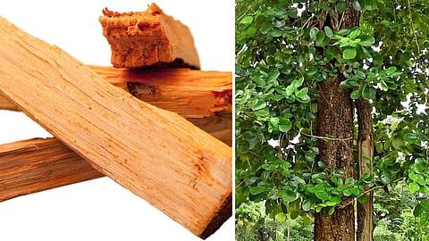 Indian culture and tradition