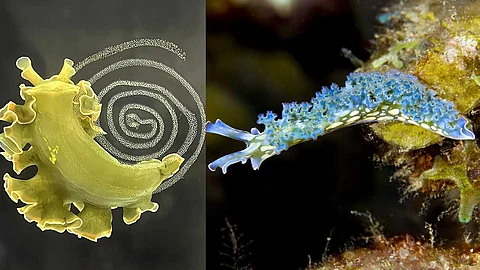 Elysia crispata