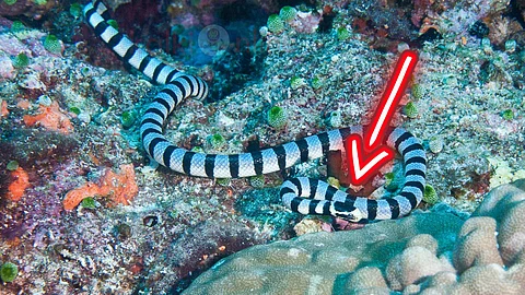Sea Snake
