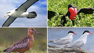 Frigate and albatross birds