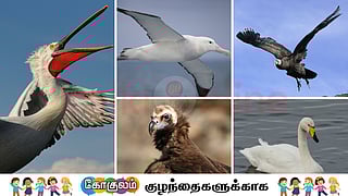 Exploring the Heaviest Flying Birds