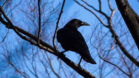 Crows are intelligent creatures