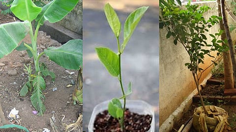 Banana, jackfruit, and sathukudi tree cultivation