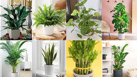 Bedroom plants