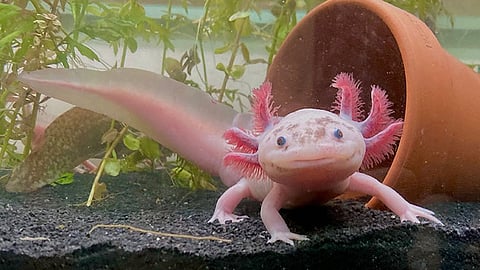 Axolotl fish